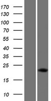 DUX5 Protein - Western validation with an anti-DDK antibody * L: Control HEK293 lysate R: Over-expression lysate