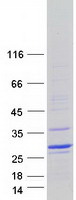 DUX5 Protein - Purified recombinant protein DUX5 was analyzed by SDS-PAGE gel and Coomassie Blue Staining