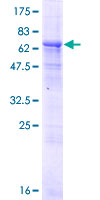 DXO / DOM3Z Protein - 12.5% SDS-PAGE of human DOM3Z stained with Coomassie Blue