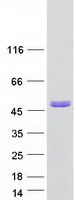DXO / DOM3Z Protein - Purified recombinant protein DXO was analyzed by SDS-PAGE gel and Coomassie Blue Staining