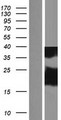 DYDC2 Protein - Western validation with an anti-DDK antibody * L: Control HEK293 lysate R: Over-expression lysate