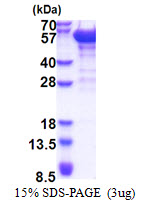 Dynactin 2 / Dynamitin Protein