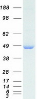 Dynactin 2 / Dynamitin Protein - Purified recombinant protein DCTN2 was analyzed by SDS-PAGE gel and Coomassie Blue Staining