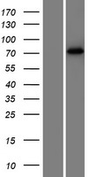 DYNC1I1 Protein - Western validation with an anti-DDK antibody * L: Control HEK293 lysate R: Over-expression lysate