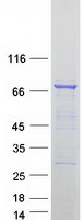 DYNC1I1 Protein - Purified recombinant protein DYNC1I1 was analyzed by SDS-PAGE gel and Coomassie Blue Staining