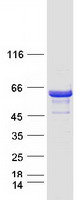 DYNC1LI1 Protein - Purified recombinant protein DYNC1LI1 was analyzed by SDS-PAGE gel and Coomassie Blue Staining