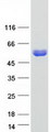 DYNC1LI2 Protein - Purified recombinant protein DYNC1LI2 was analyzed by SDS-PAGE gel and Coomassie Blue Staining