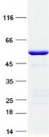 DYNC2LI1 / D2LIC Protein