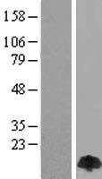 DYNLL1 / PIN Protein - Western validation with an anti-DDK antibody * L: Control HEK293 lysate R: Over-expression lysate