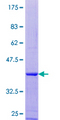 DYNLL2 Protein - 12.5% SDS-PAGE of human DYNLL2 stained with Coomassie Blue