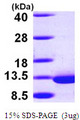 DYNLRB1 Protein