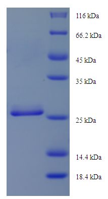 DYNLRB1 Protein