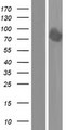 DYRK1B Protein - Western validation with an anti-DDK antibody * L: Control HEK293 lysate R: Over-expression lysate