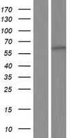 DYRK2 Protein - Western validation with an anti-DDK antibody * L: Control HEK293 lysate R: Over-expression lysate