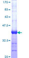 Dystonin / BPAG1 Protein - 12.5% SDS-PAGE Stained with Coomassie Blue.
