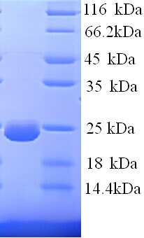 Dystonin / BPAG1 Protein