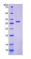 Dystonin / BPAG1 Protein - Recombinant Dystonin By SDS-PAGE