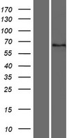 DYTN Protein - Western validation with an anti-DDK antibody * L: Control HEK293 lysate R: Over-expression lysate