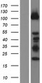 DZIP1 Protein - Western validation with an anti-DDK antibody * L: Control HEK293 lysate R: Over-expression lysate