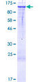 DZIP1L Protein - 12.5% SDS-PAGE of human DZIP1L stained with Coomassie Blue