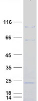 DZIP1L Protein - Purified recombinant protein DZIP1L was analyzed by SDS-PAGE gel and Coomassie Blue Staining