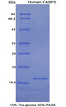 E-FABP / FABP5 Protein - Recombinant Fatty Acid Binding Protein 5, Epidermal By SDS-PAGE