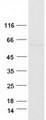 E2F1 Protein - Purified recombinant protein E2F1 was analyzed by SDS-PAGE gel and Coomassie Blue Staining