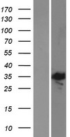 E2F5 Protein - Western validation with an anti-DDK antibody * L: Control HEK293 lysate R: Over-expression lysate