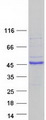 E2F5 Protein - Purified recombinant protein E2F5 was analyzed by SDS-PAGE gel and Coomassie Blue Staining