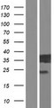 E2F6 Protein - Western validation with an anti-DDK antibody * L: Control HEK293 lysate R: Over-expression lysate