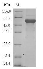 E2F6 Protein - (Tris-Glycine gel) Discontinuous SDS-PAGE (reduced) with 5% enrichment gel and 15% separation gel.
