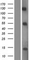 E2F7 Protein - Western validation with an anti-DDK antibody * L: Control HEK293 lysate R: Over-expression lysate