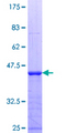E2F7 Protein - 12.5% SDS-PAGE Stained with Coomassie Blue.