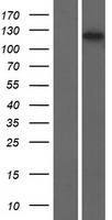 E4 / UBE4A Protein - Western validation with an anti-DDK antibody * L: Control HEK293 lysate R: Over-expression lysate