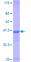 E4F1 / E4F Protein - 12.5% SDS-PAGE Stained with Coomassie Blue.