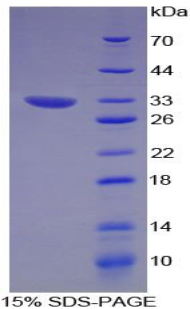 E6AP / UBE3A Protein