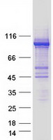 E6AP / UBE3A Protein - Purified recombinant protein UBE3A was analyzed by SDS-PAGE gel and Coomassie Blue Staining