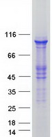 E6AP / UBE3A Protein - Purified recombinant protein UBE3A was analyzed by SDS-PAGE gel and Coomassie Blue Staining