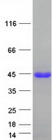 EAF1 / ELL Associated Factor 1 Protein - Purified recombinant protein EAF1 was analyzed by SDS-PAGE gel and Coomassie Blue Staining