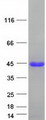 EAF1 / ELL Associated Factor 1 Protein - Purified recombinant protein EAF1 was analyzed by SDS-PAGE gel and Coomassie Blue Staining