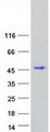 EAF2 / U19 Protein - Purified recombinant protein EAF2 was analyzed by SDS-PAGE gel and Coomassie Blue Staining