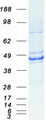 EAR2 / NR2F6 Protein - Purified recombinant protein NR2F6 was analyzed by SDS-PAGE gel and Coomassie Blue Staining