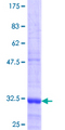 EAT2 / SH2D1B Protein - 12.5% SDS-PAGE Stained with Coomassie Blue.