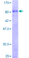 EBF / EBF1 Protein - 12.5% SDS-PAGE of human EBF1 stained with Coomassie Blue