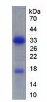 EBF / EBF1 Protein - Recombinant Early B-Cell Factor 1 By SDS-PAGE
