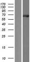 EBF2 Protein - Western validation with an anti-DDK antibody * L: Control HEK293 lysate R: Over-expression lysate