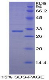 EBF2 Protein - Recombinant Early B-Cell Factor 2 By SDS-PAGE