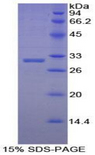 EBF2 Protein - Recombinant Early B-Cell Factor 2 By SDS-PAGE