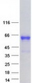 EBF2 Protein - Purified recombinant protein EBF2 was analyzed by SDS-PAGE gel and Coomassie Blue Staining