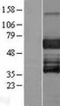 EBF3 / COE3 Protein - Western validation with an anti-DDK antibody * L: Control HEK293 lysate R: Over-expression lysate